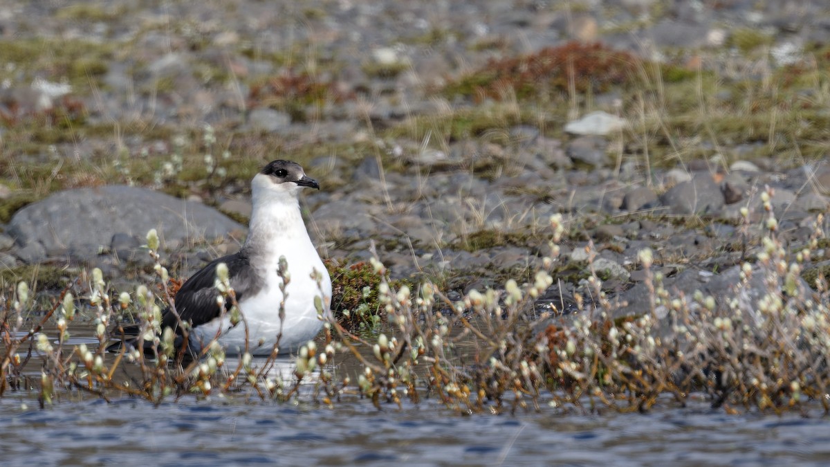 Parasitic Jaeger - ML640824559