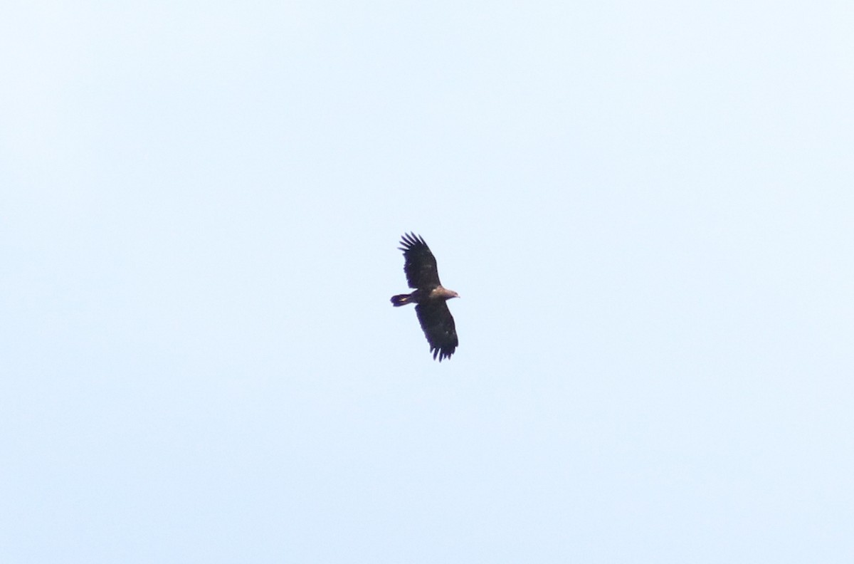 Lesser Spotted Eagle - ML640824560