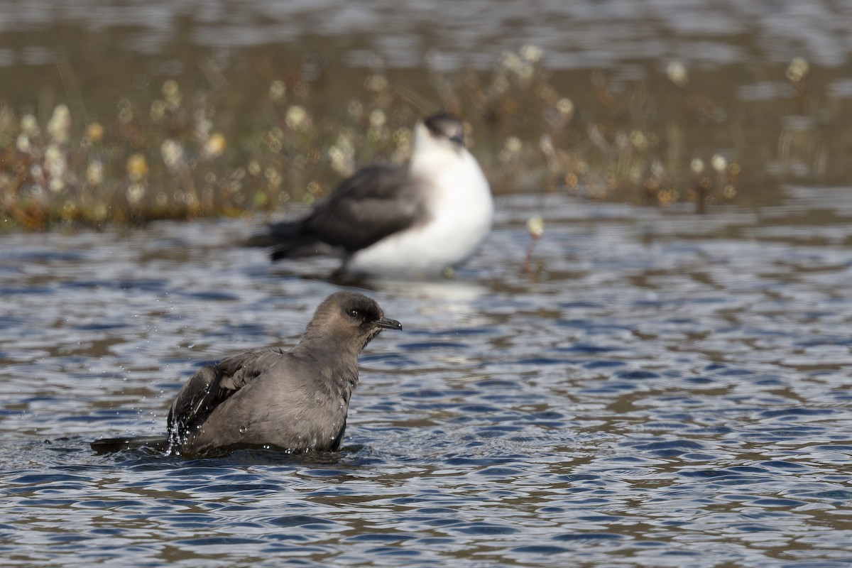 Parasitic Jaeger - ML640824561
