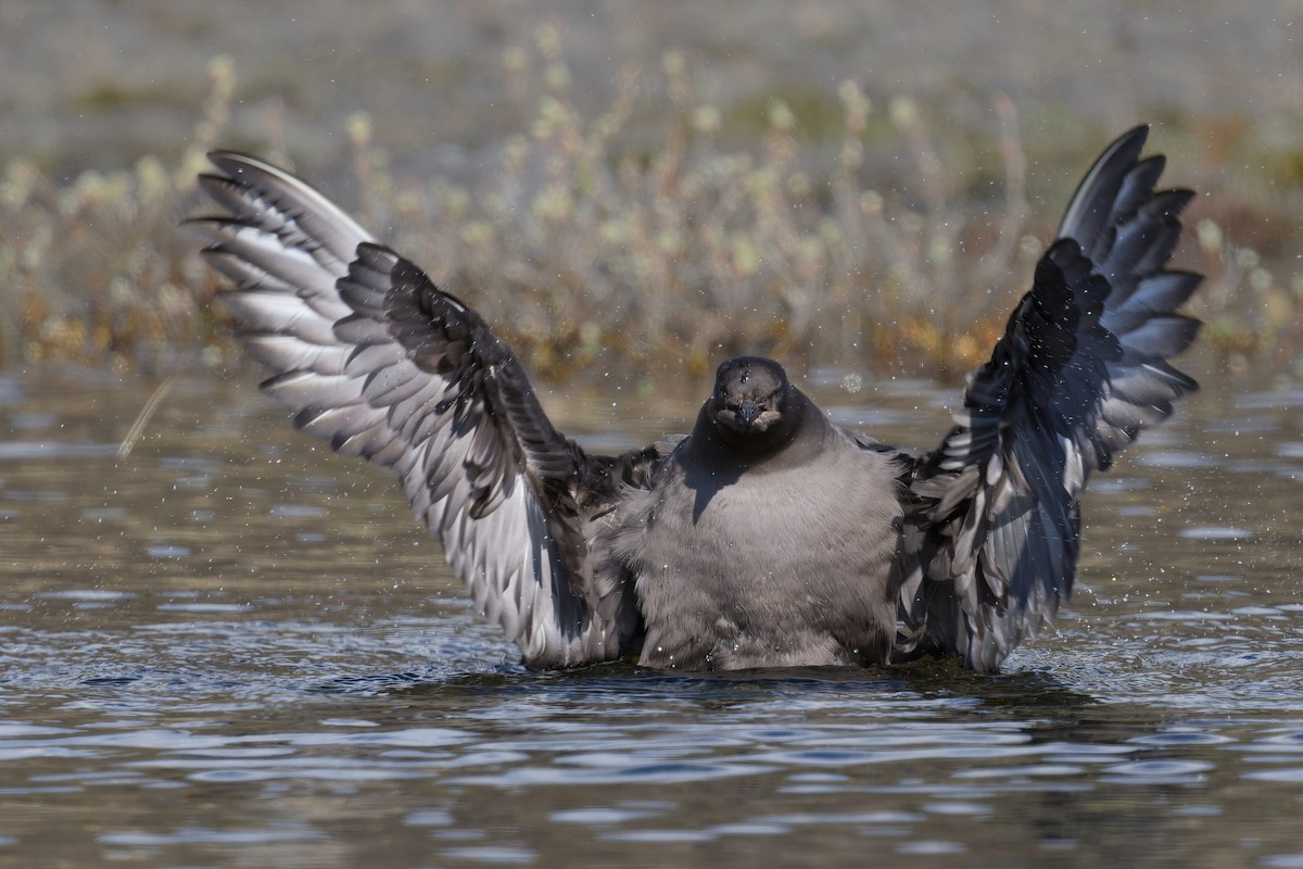 Parasitic Jaeger - ML640824562