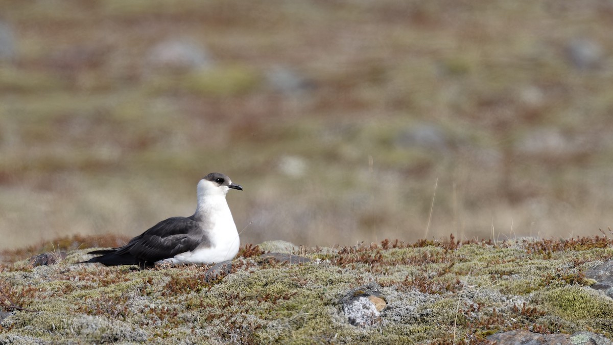 Parasitic Jaeger - ML640824563