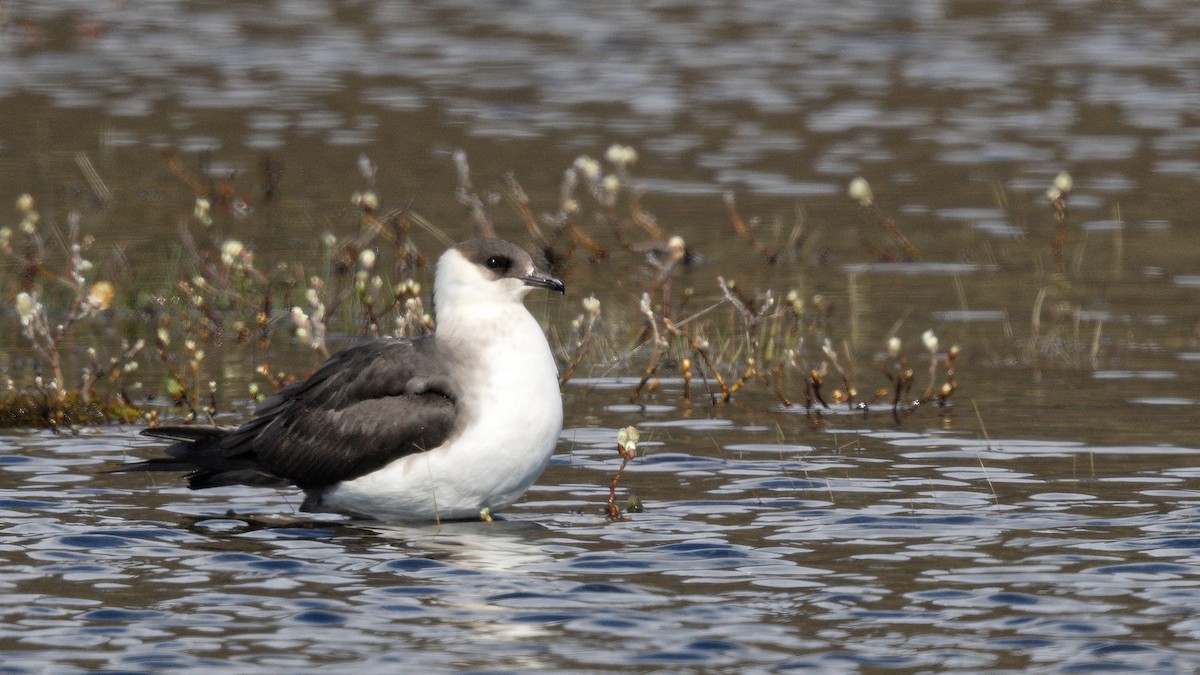 Parasitic Jaeger - ML640824565