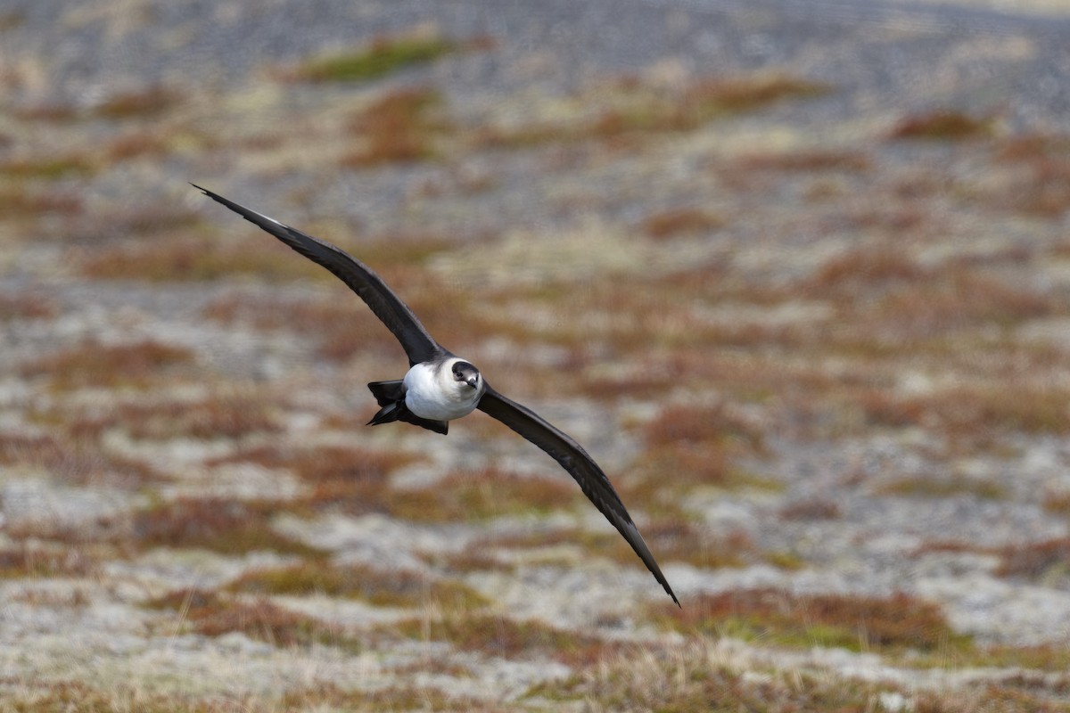 Parasitic Jaeger - ML640824566