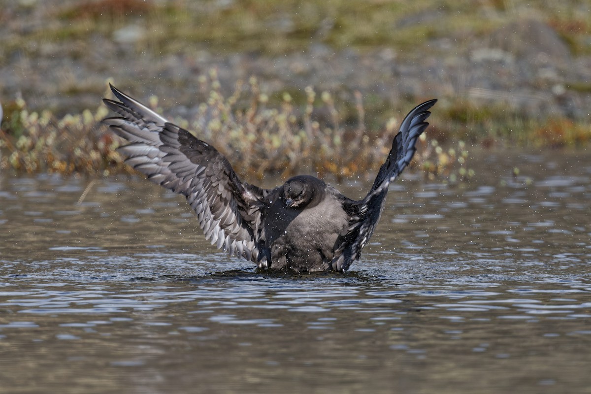 Parasitic Jaeger - ML640824567