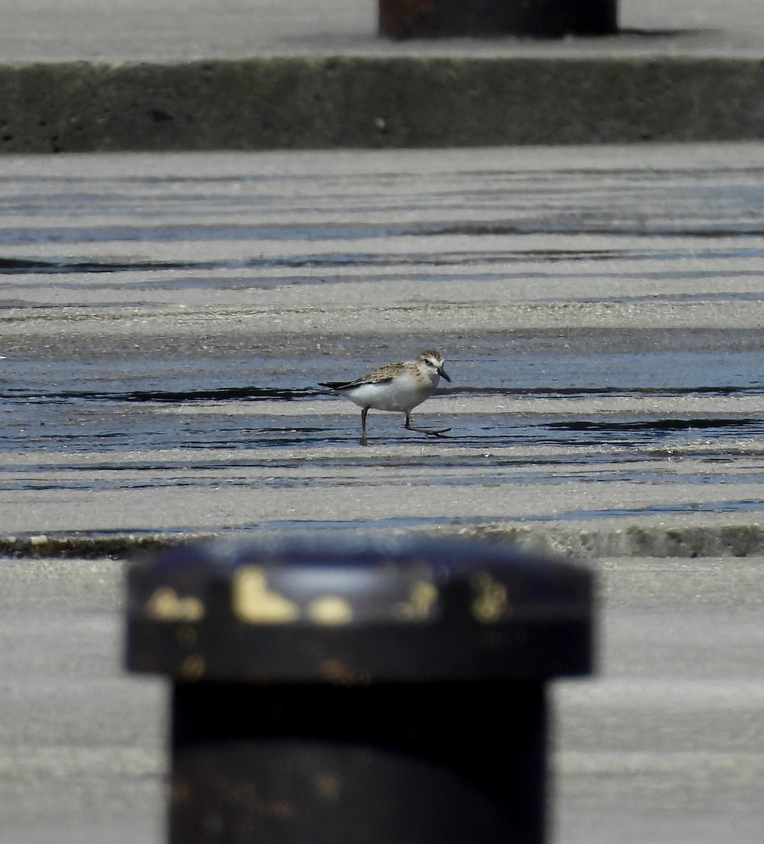 Semipalmated Sandpiper - ML640824571