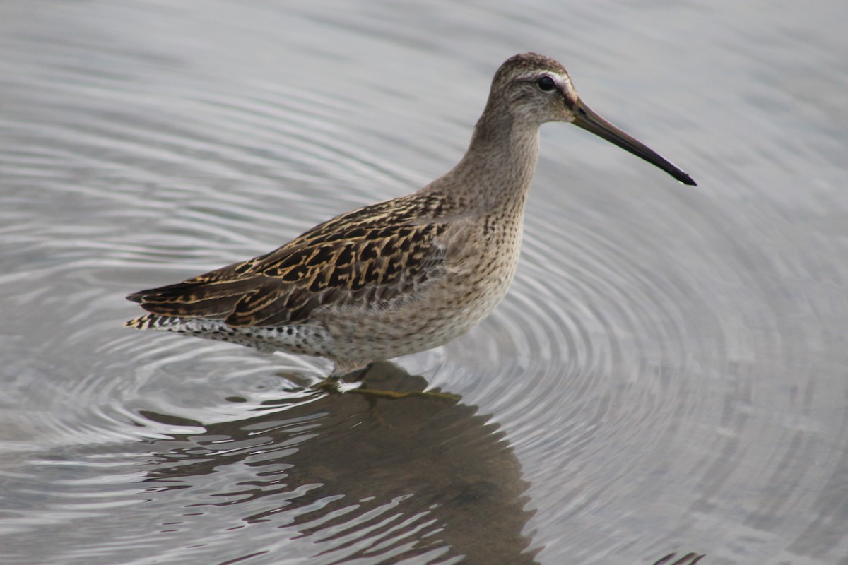 Short-billed Dowitcher - ML640824591