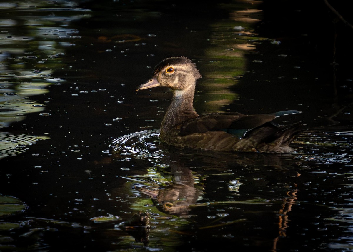 Wood Duck - ML640824619