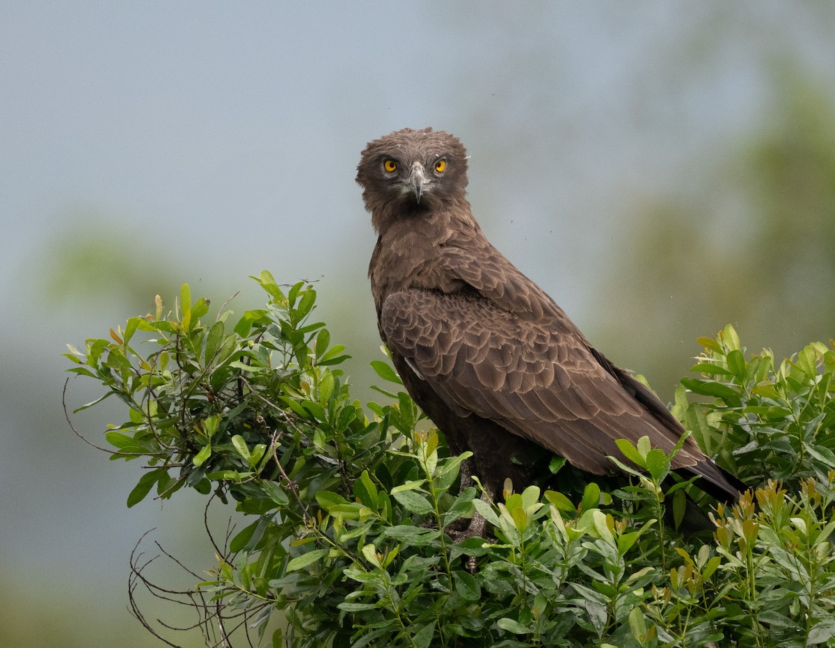 orlík hnědý - ML640824624