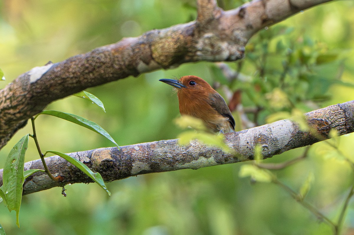 Chestnut-headed Nunlet - ML640824630