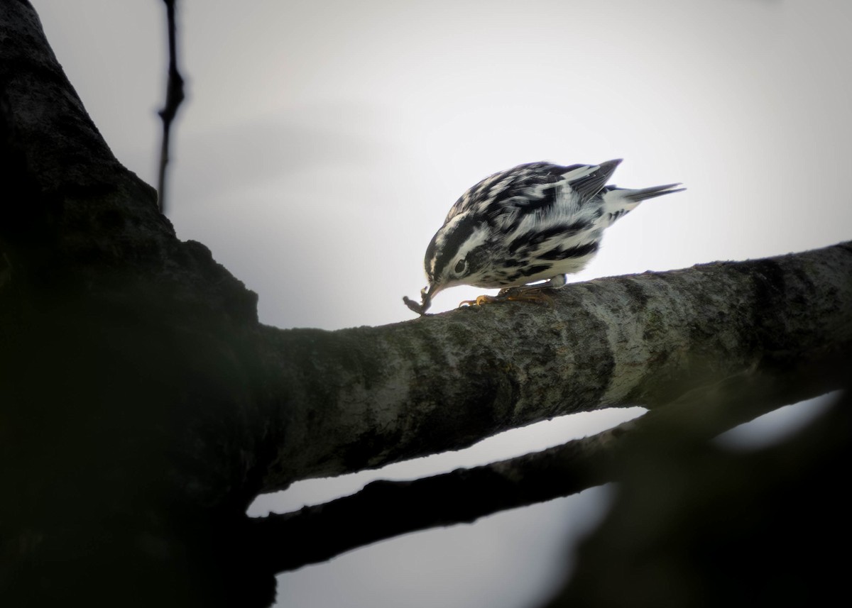 Black-and-white Warbler - ML640824632