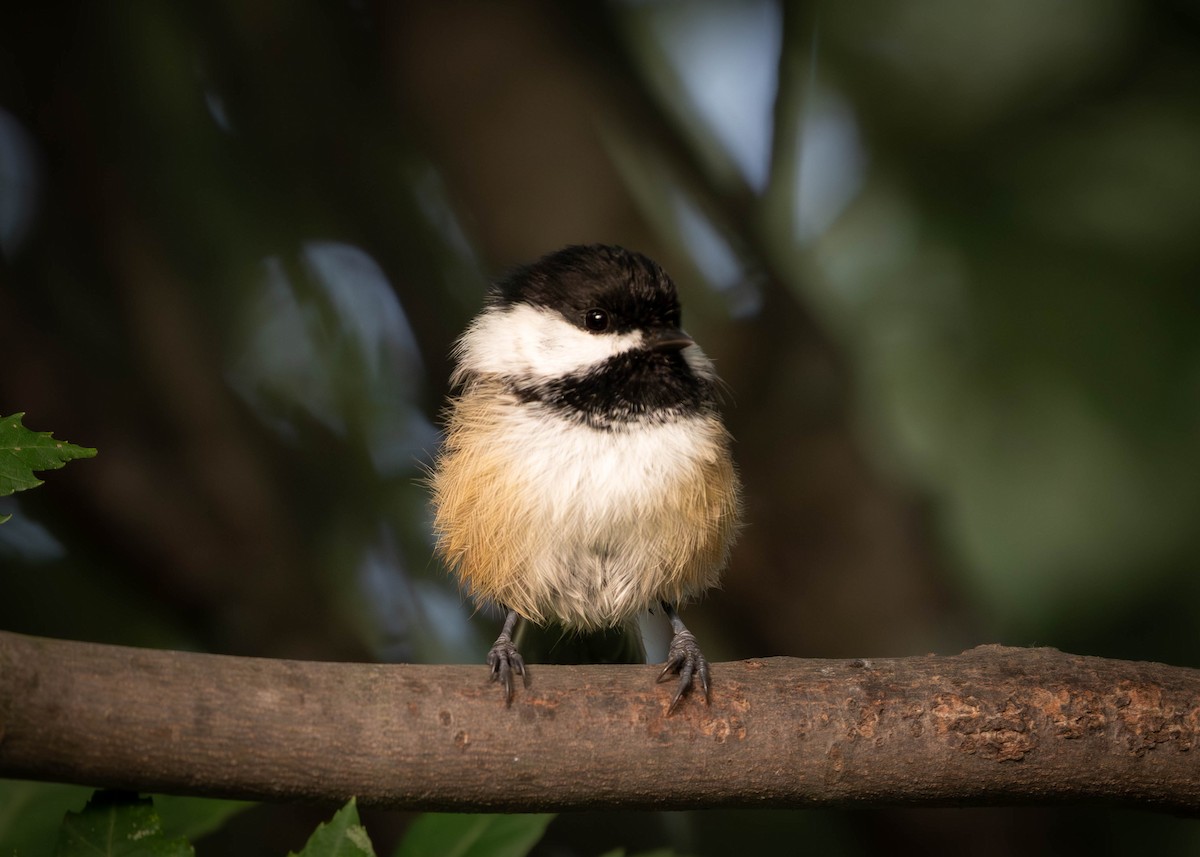 Black-capped Chickadee - ML640824651