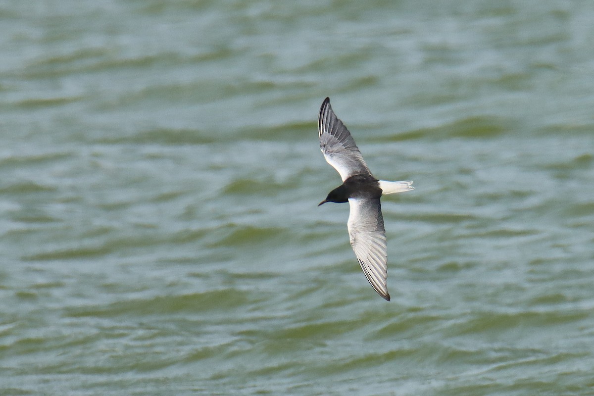 White-winged Tern - ML640824654