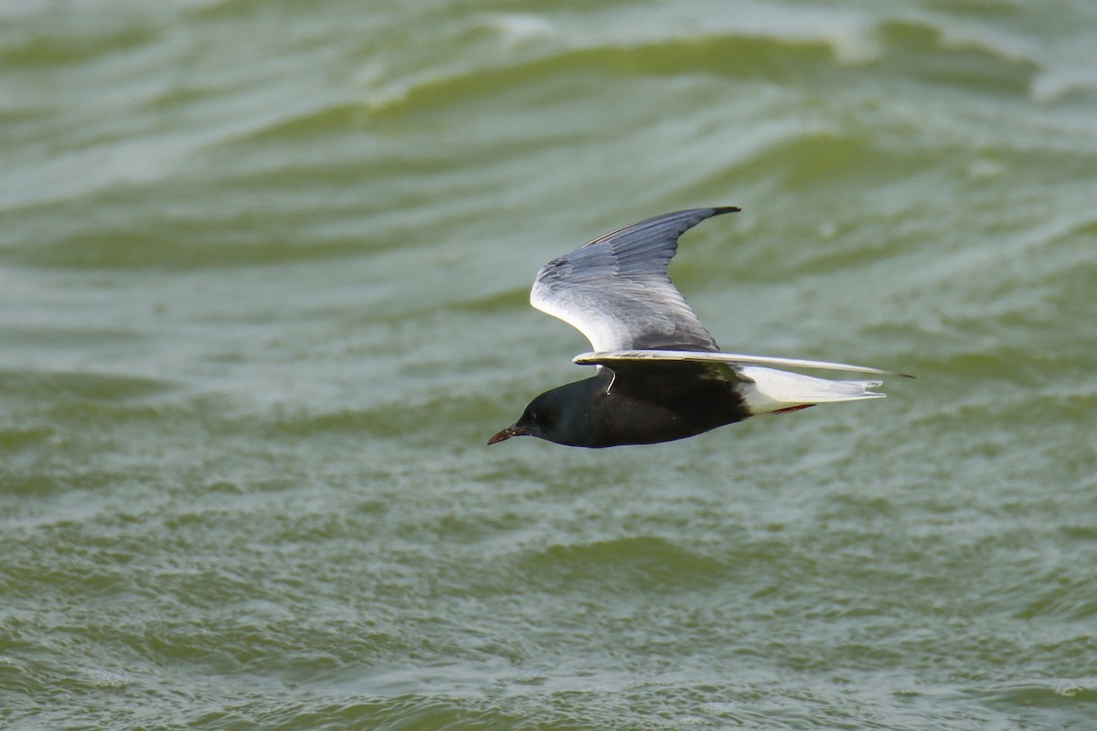White-winged Tern - ML640824655