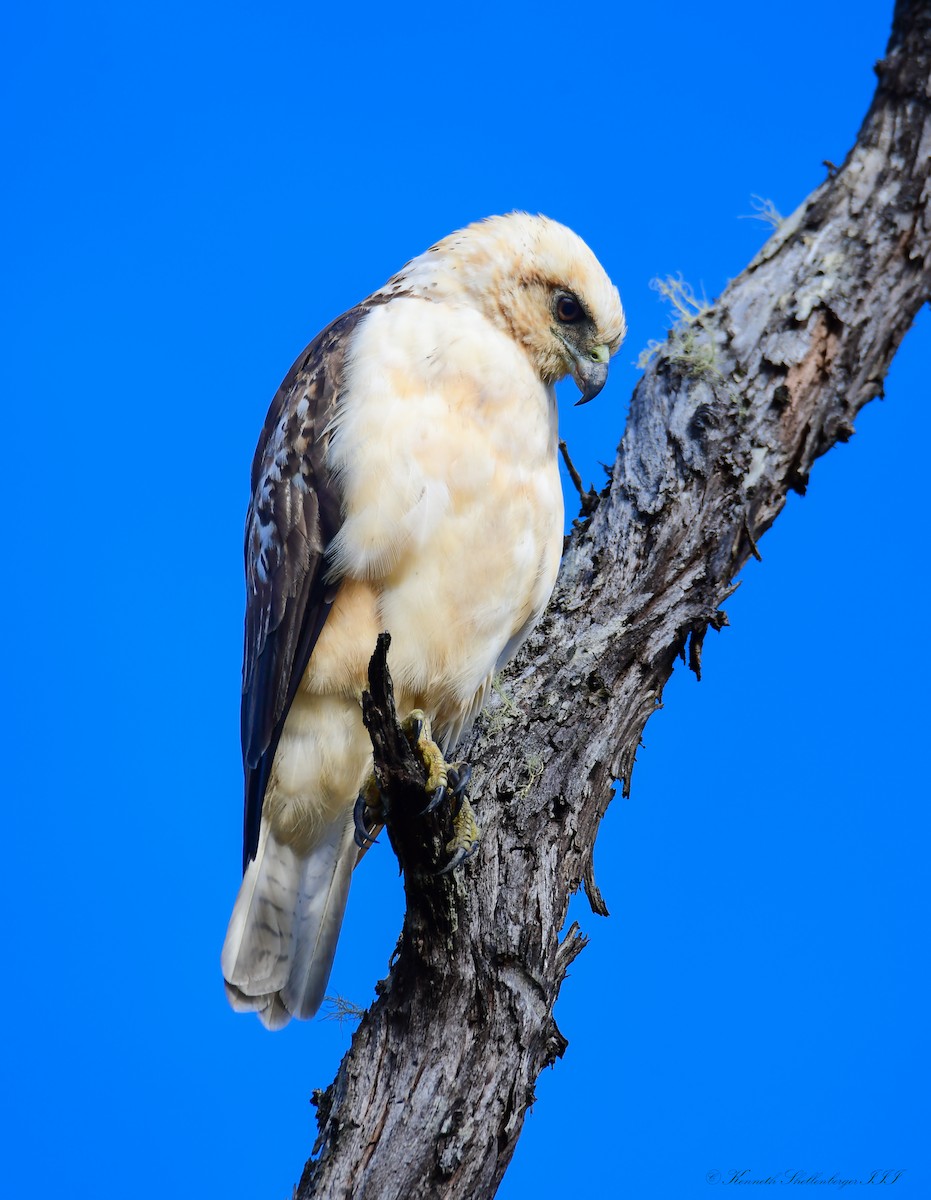 Hawaiian Hawk - ML640824656