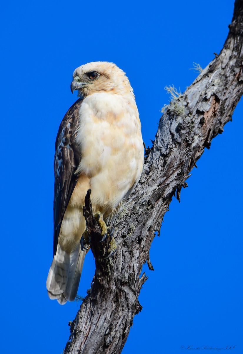 Hawaiian Hawk - ML640824657