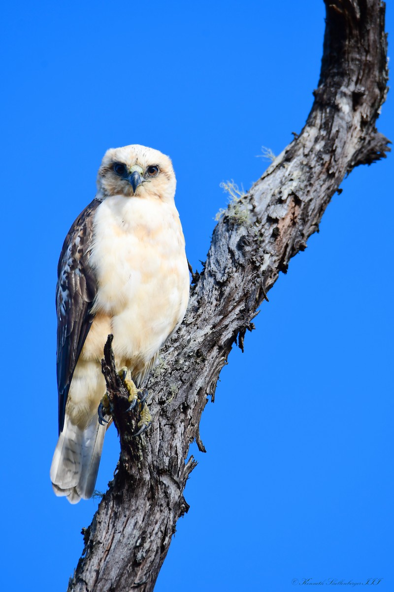 Hawaiian Hawk - ML640824658