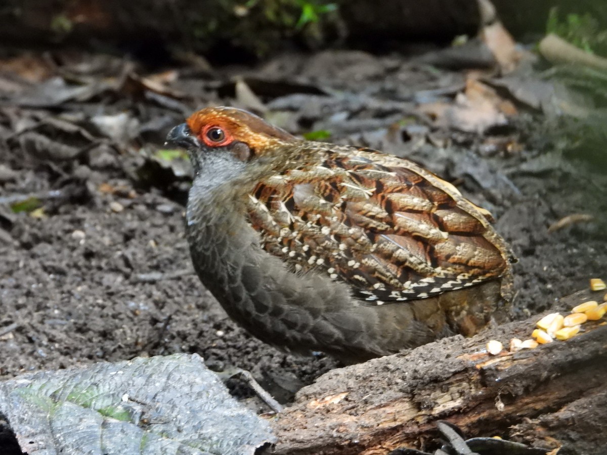 Spot-winged Wood-Quail - ML640824667
