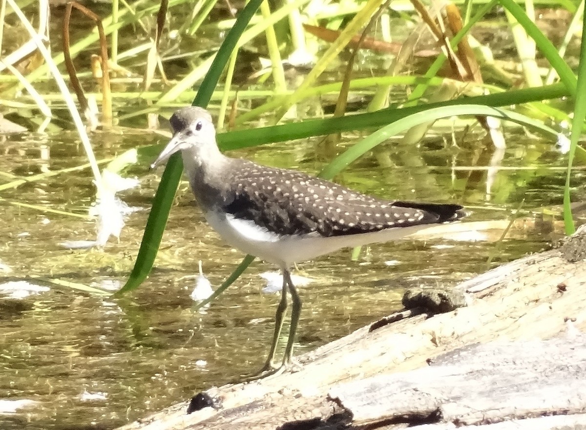Solitary Sandpiper - ML640824681