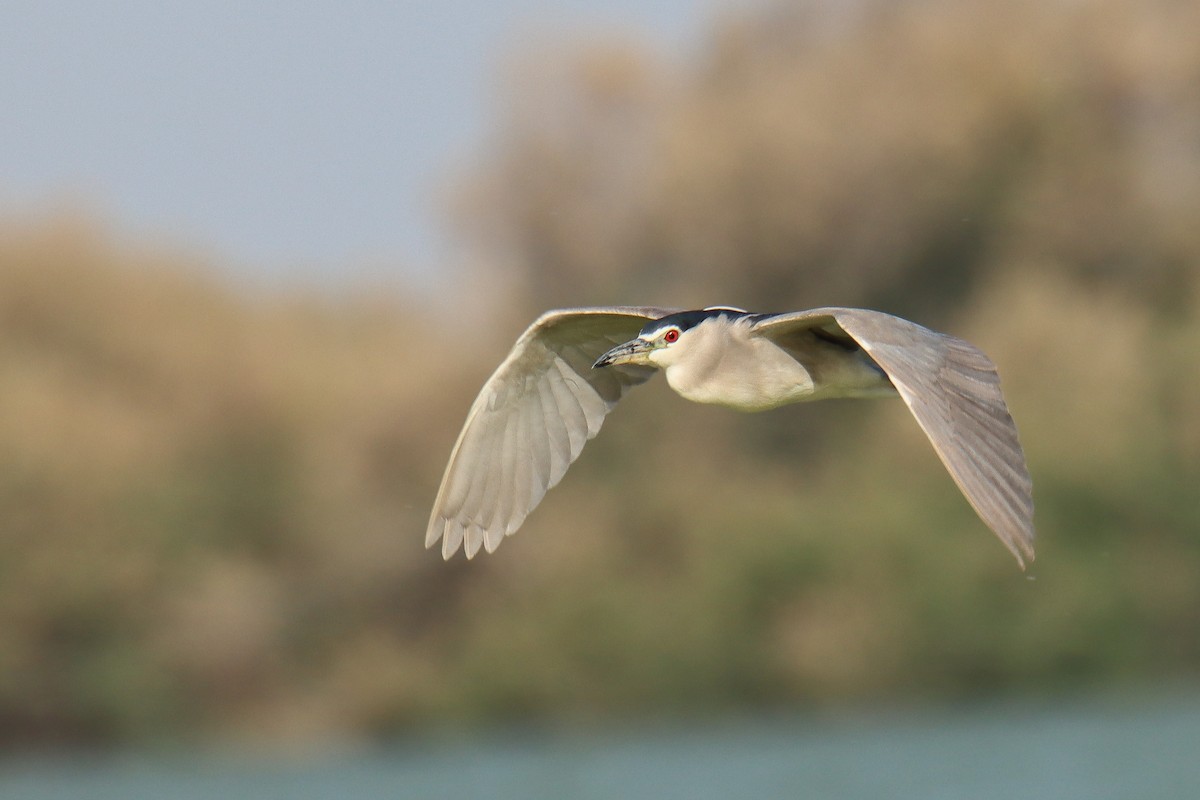 Black-crowned Night Heron - ML640824700
