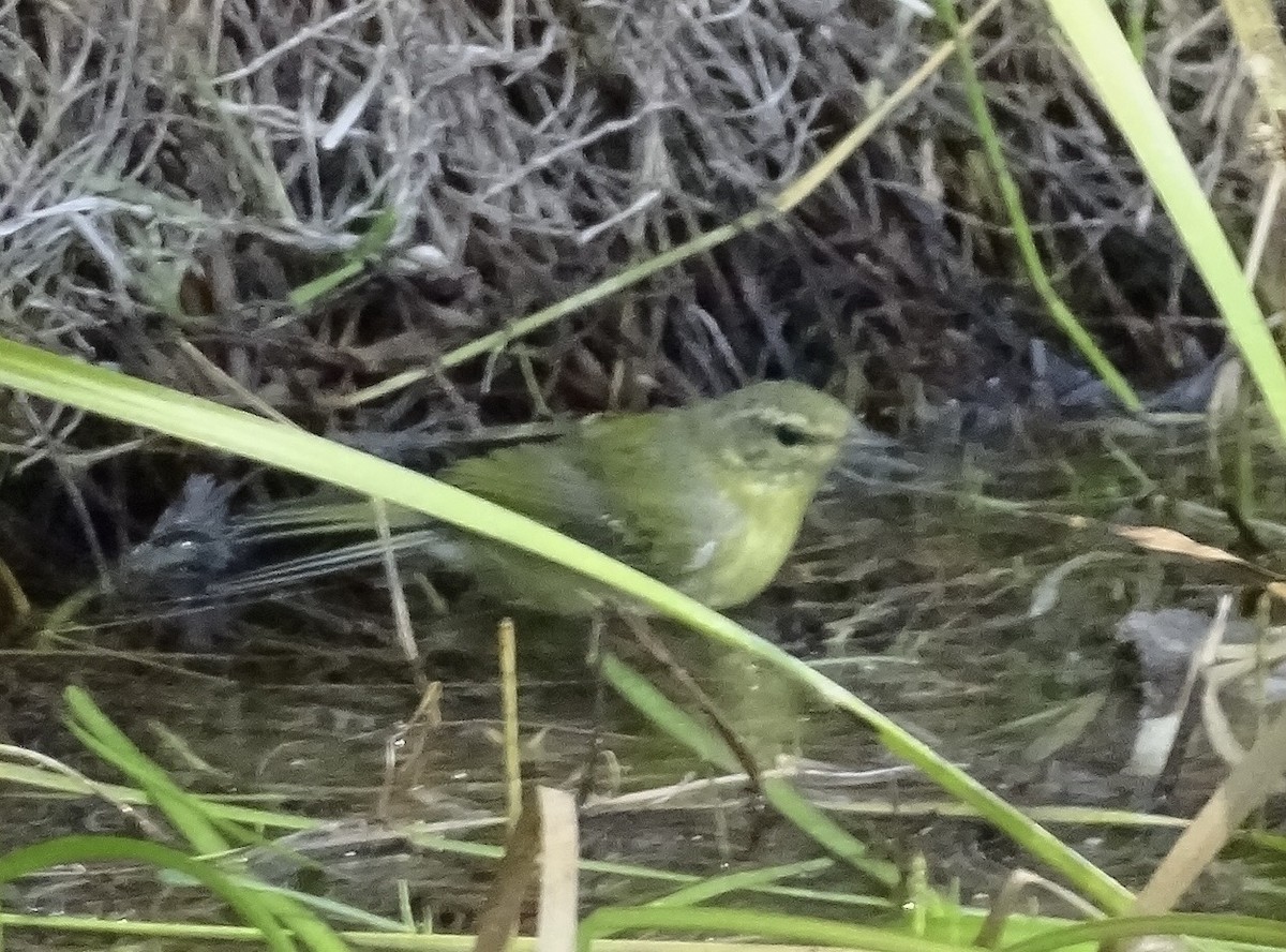 Tennessee Warbler - ML640824704
