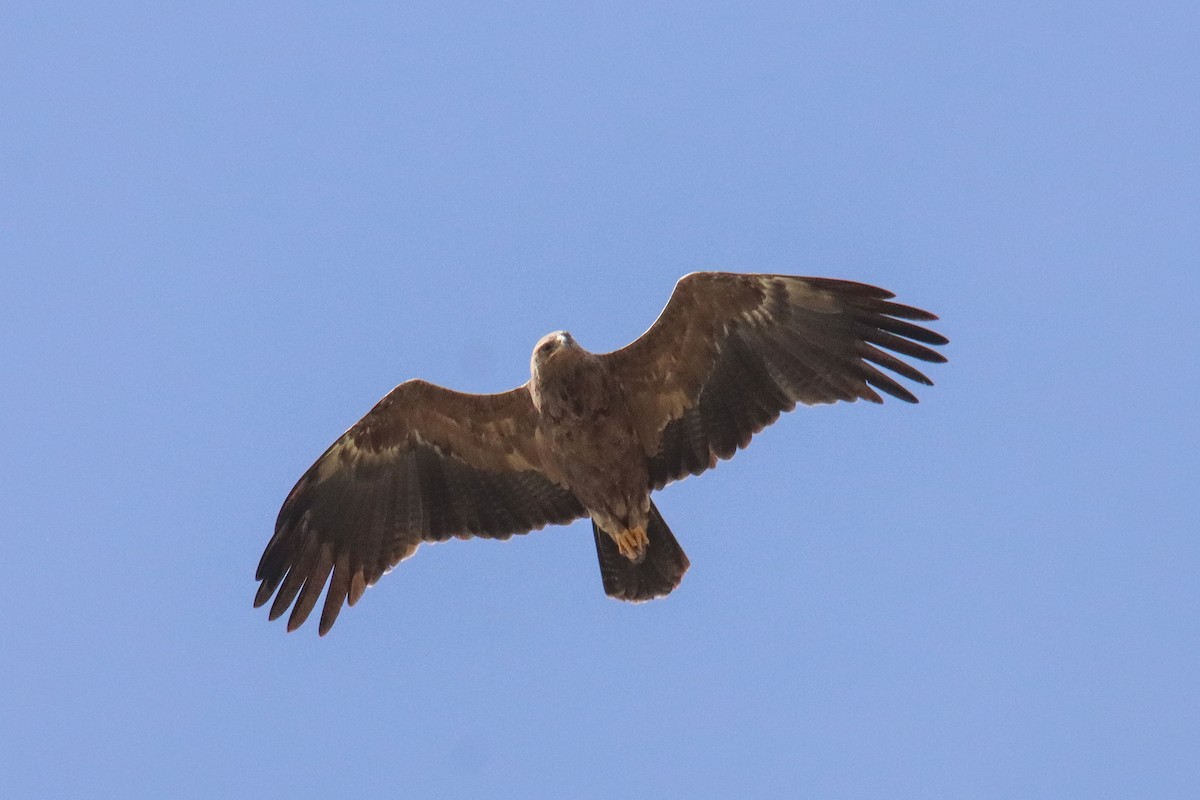 Lesser Spotted Eagle - ML640824739
