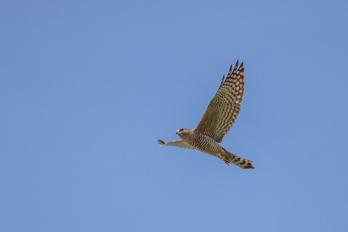 Levant Sparrowhawk - ML640824750