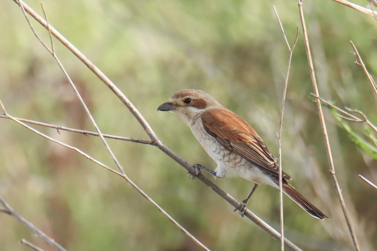 Red-backed Shrike - ML640824777