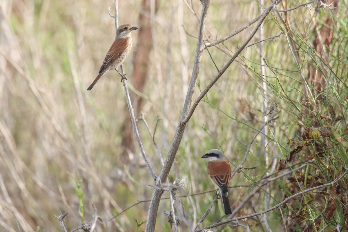 Red-backed Shrike - ML640824778