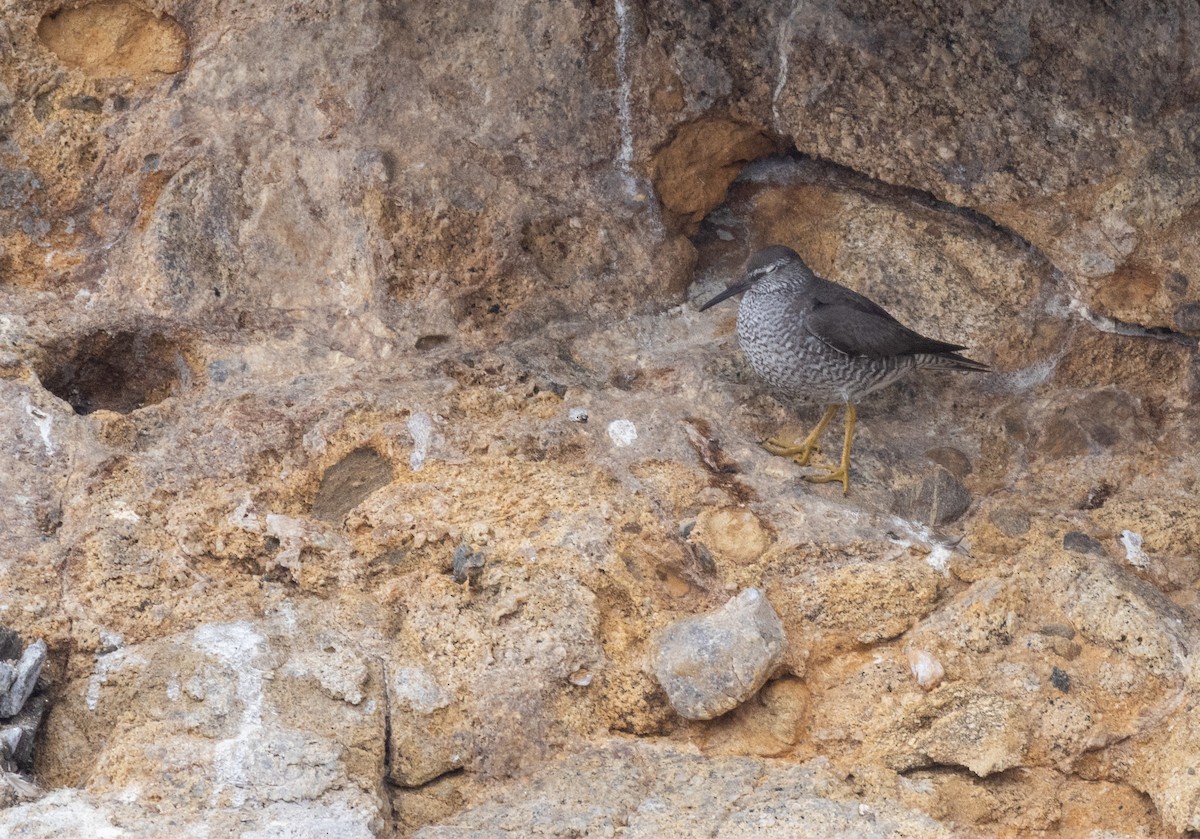 Wandering Tattler - ML640824782
