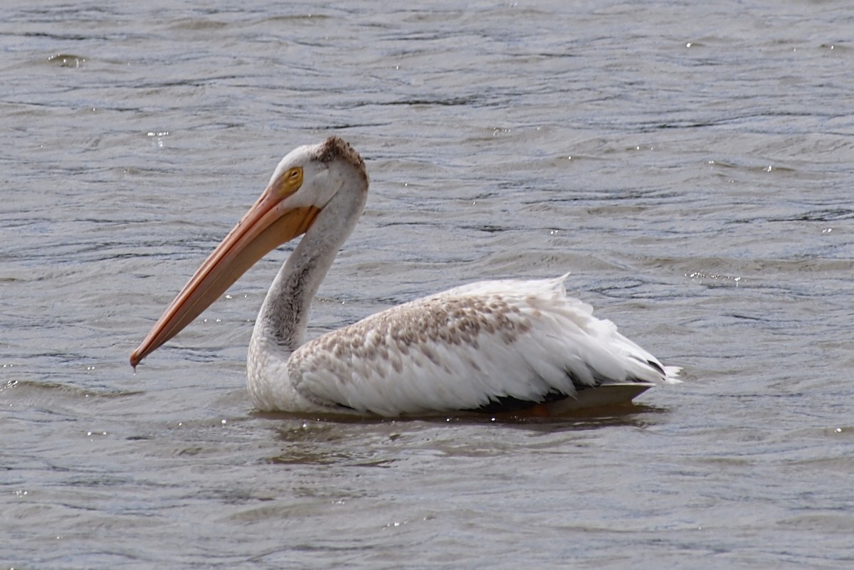American White Pelican - ML640824787