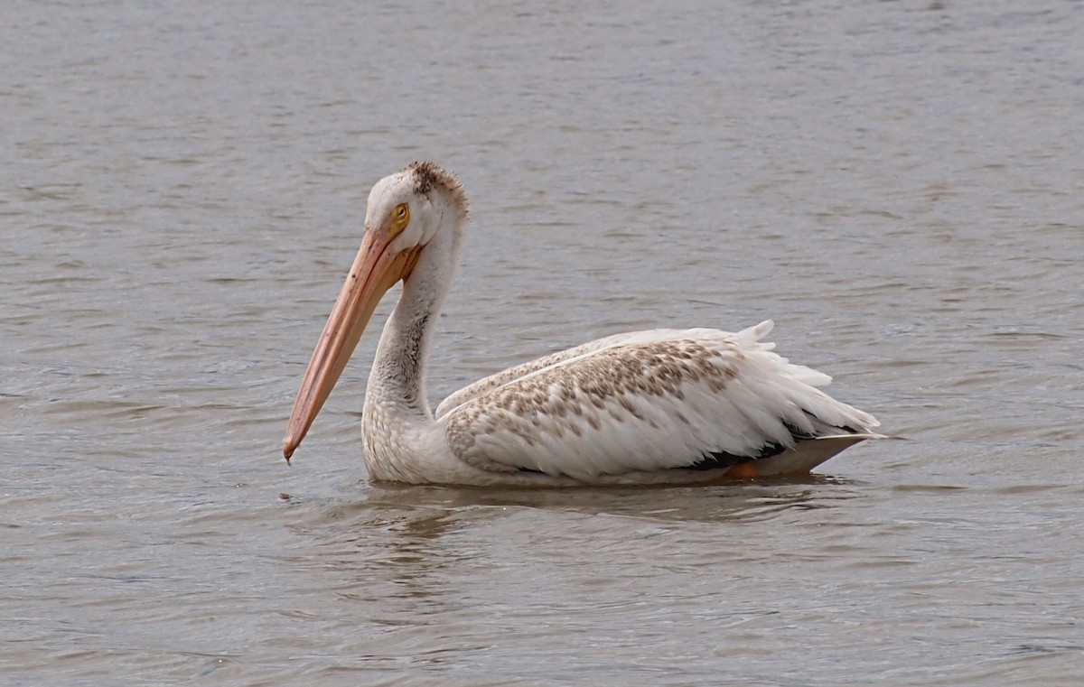 American White Pelican - ML640824793