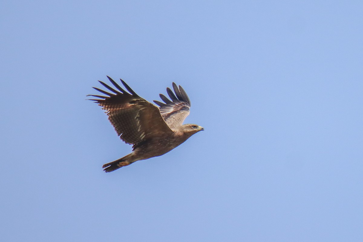 Steppe Eagle - ML640824805