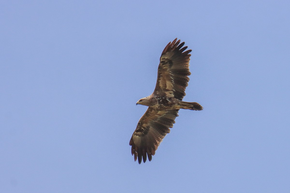 Steppe Eagle - ML640824806