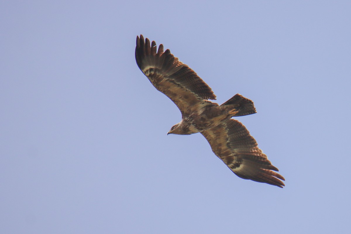 Steppe Eagle - ML640824807