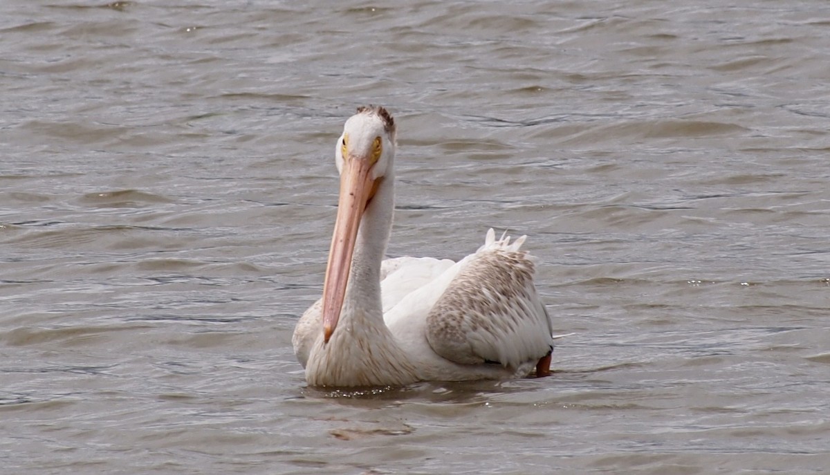 American White Pelican - ML640824815