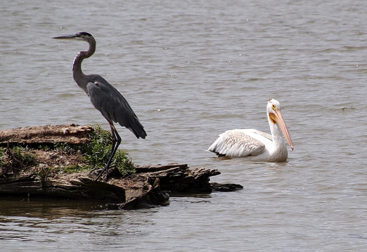 American White Pelican - ML640824824