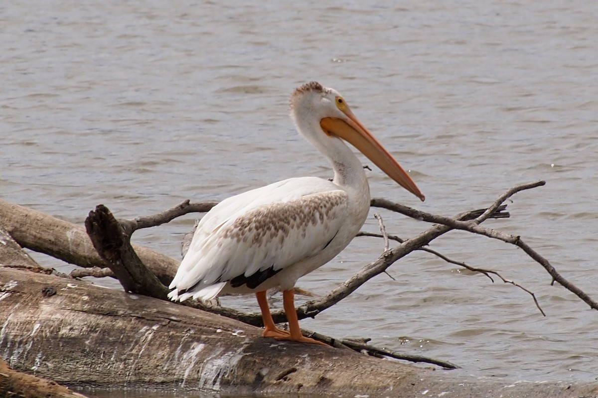 American White Pelican - ML640824837