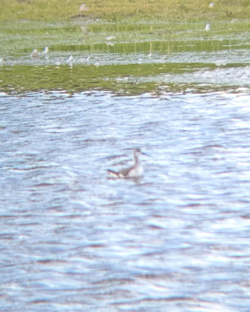 Wilson's Phalarope - ML640824891