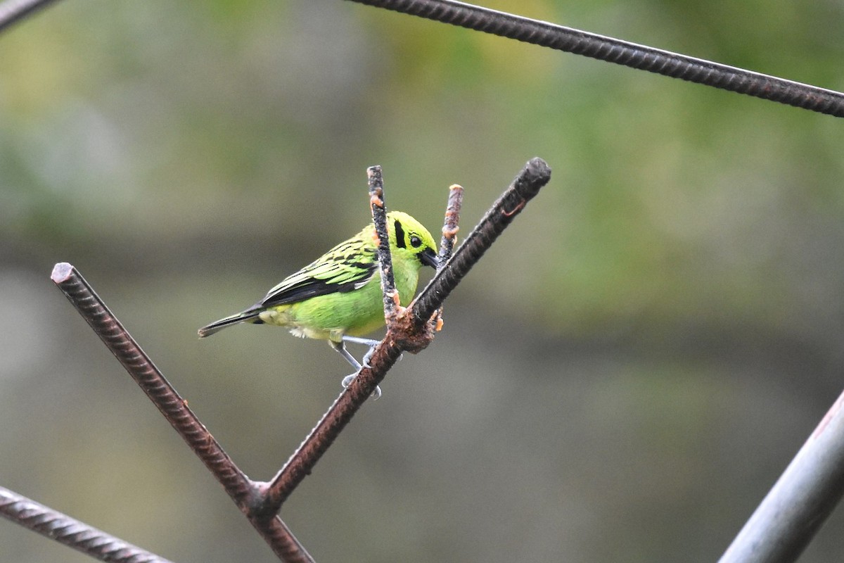 Emerald Tanager - ML640824915