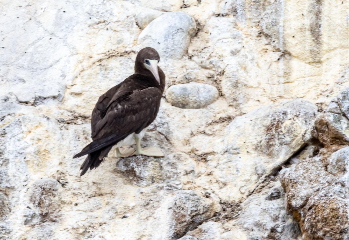 Cocos Booby - ML640824931