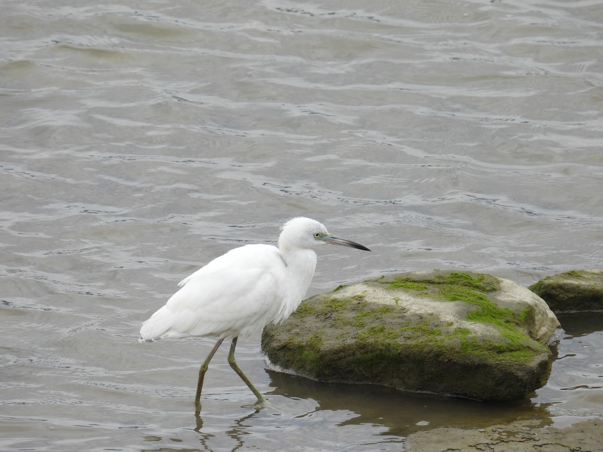 Little Blue Heron - ML640825000