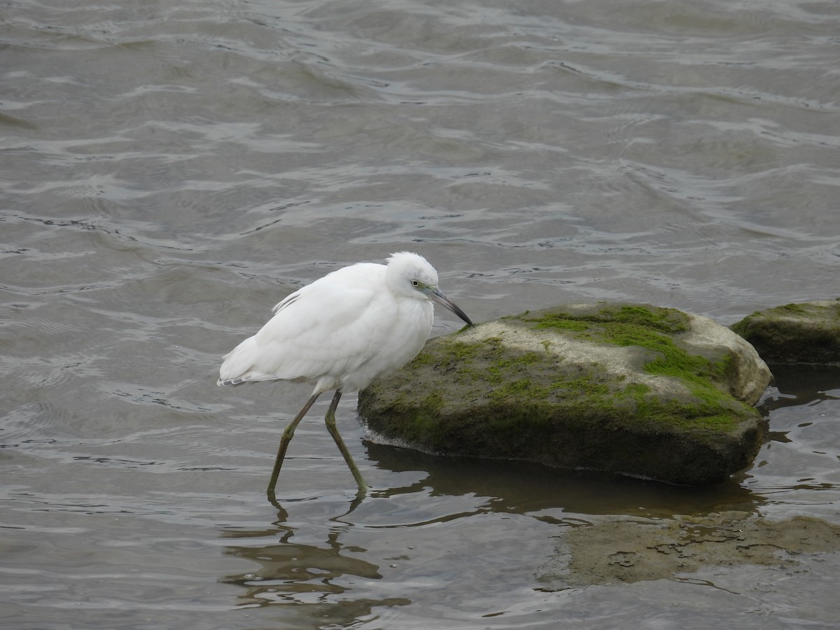 Little Blue Heron - ML640825007