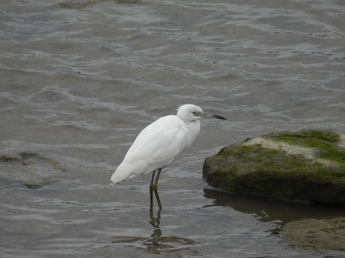 Little Blue Heron - ML640825019
