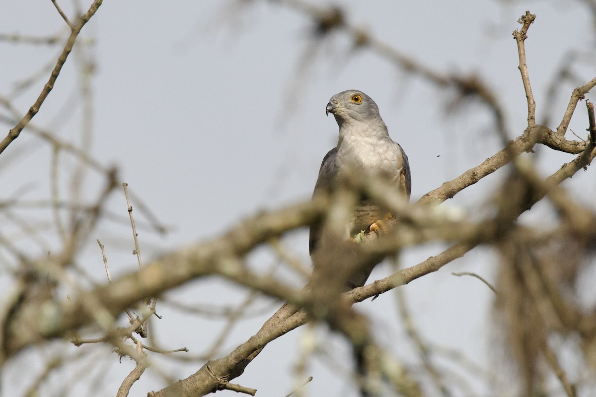 African Cuckoo-Hawk - ML640825022
