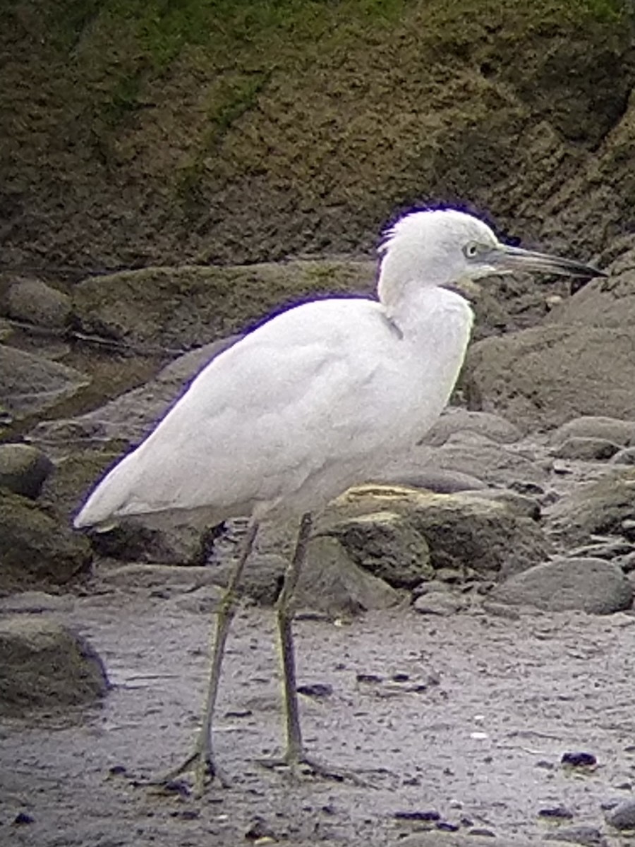 Little Blue Heron - ML640825026