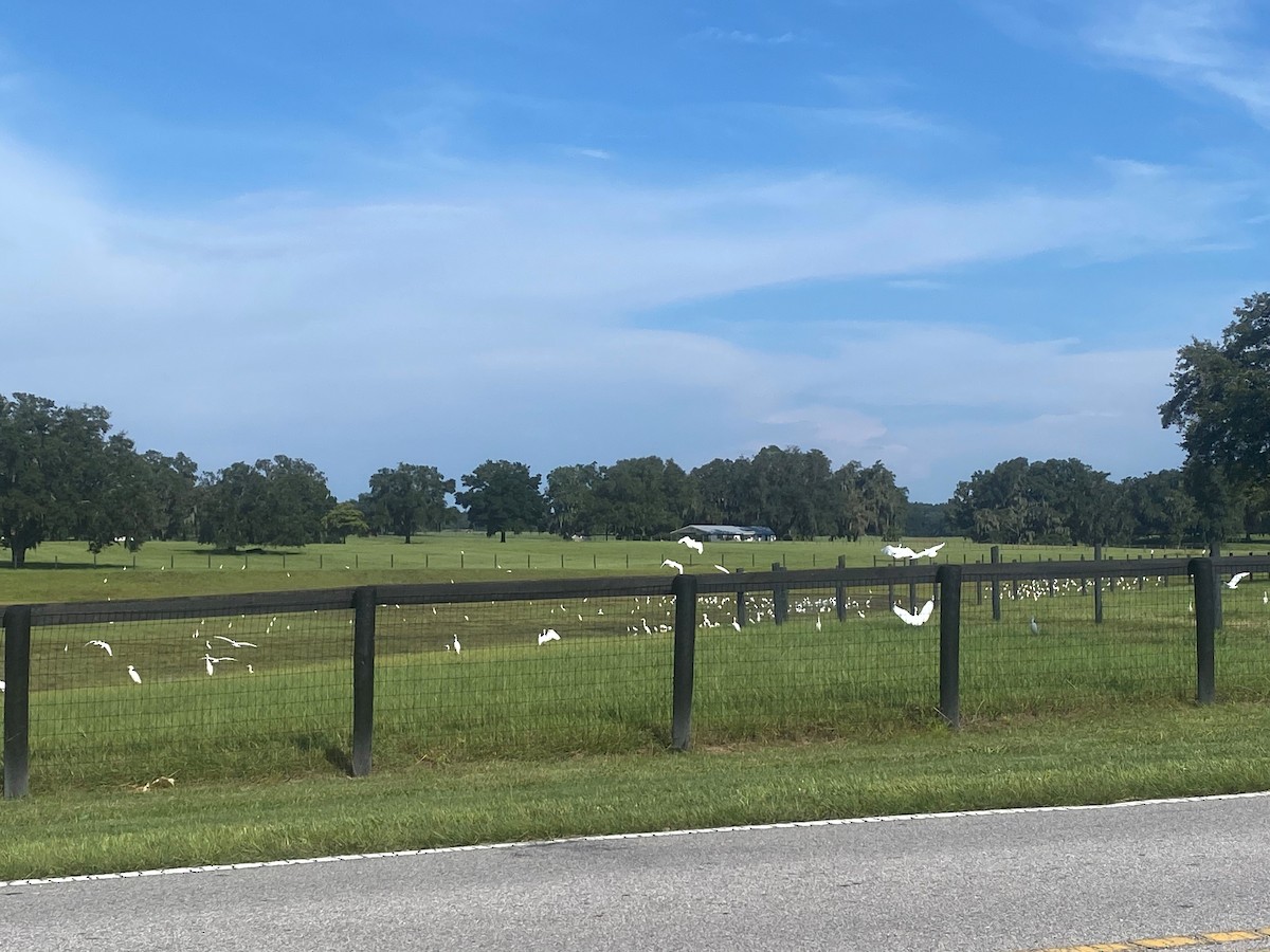 volavka rusohlavá - ML640825070