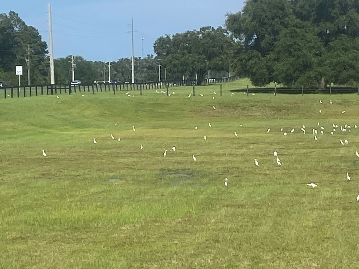 volavka rusohlavá - ML640825083