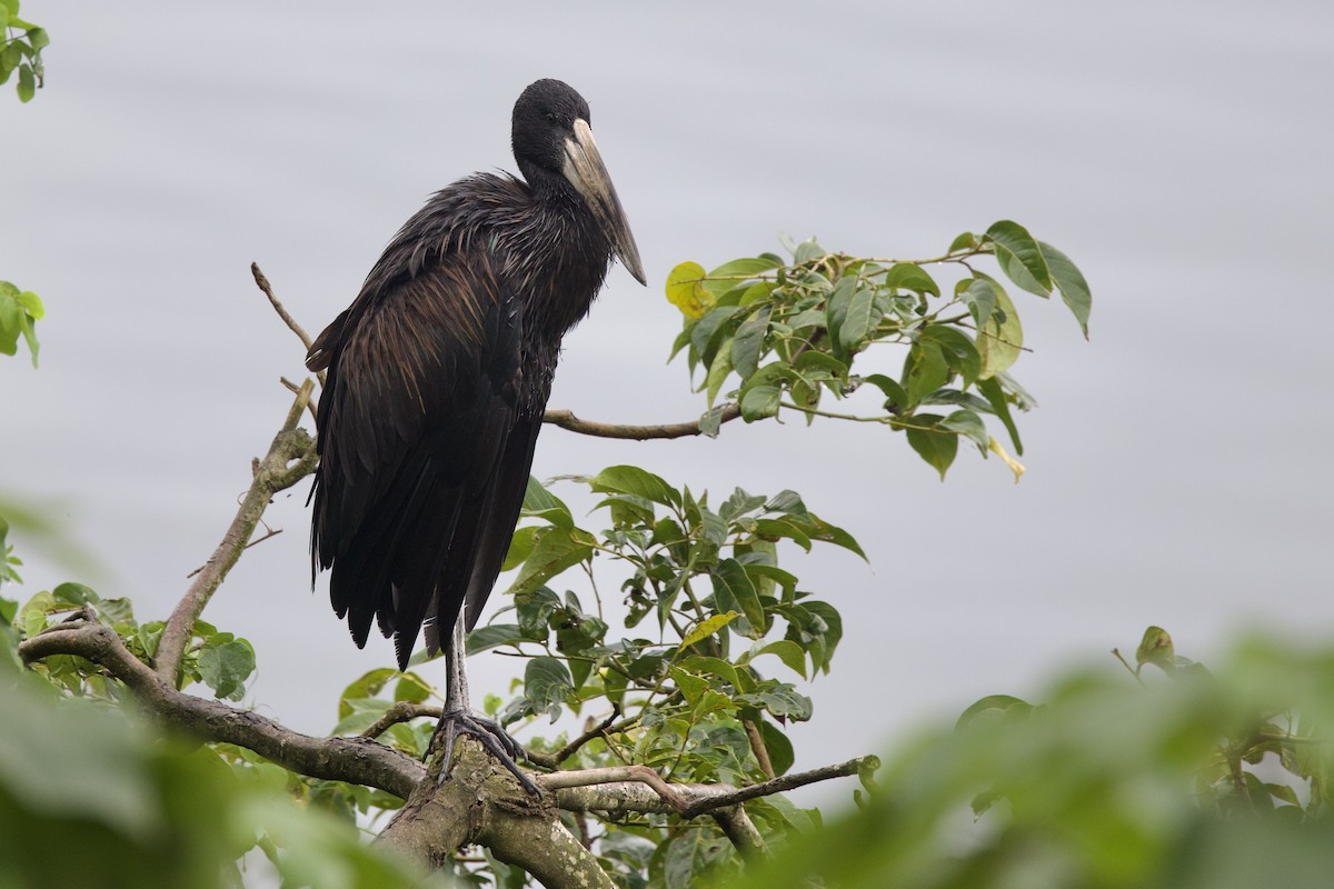 African Openbill - ML640825084