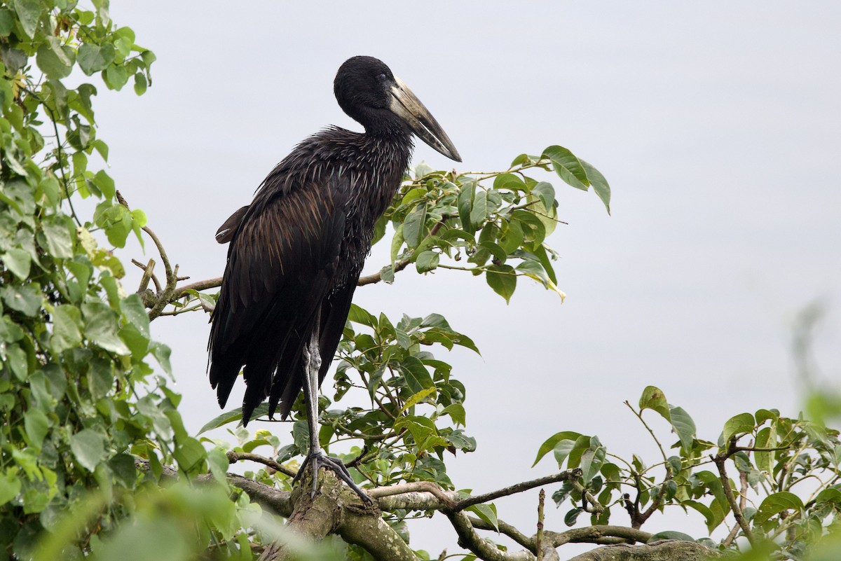 African Openbill - ML640825085