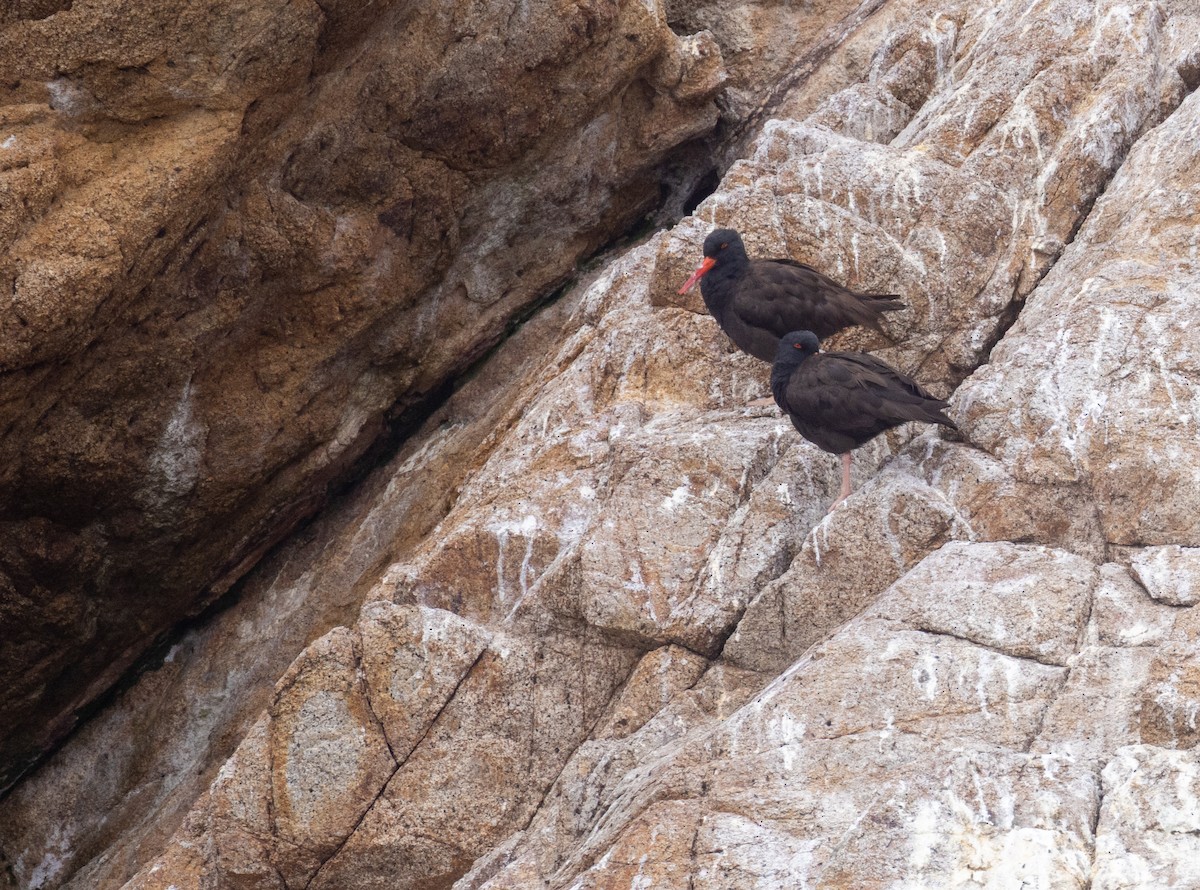Black Oystercatcher - ML640825088